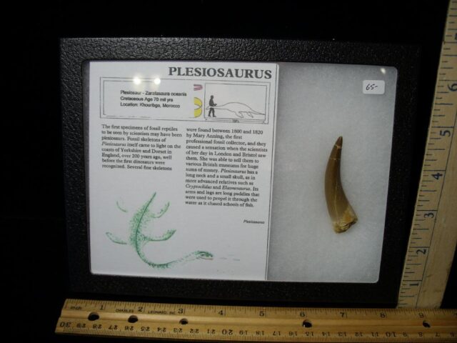 Plesiosaurus Dinosaur Tooth (092021b)