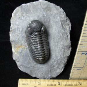 Fossilized Trilobite – Phacops  (092021c)