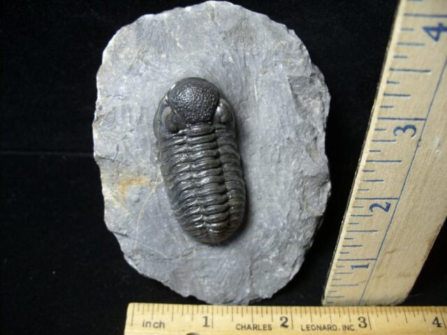 Fossilized Trilobite – Phacops  (092021c)