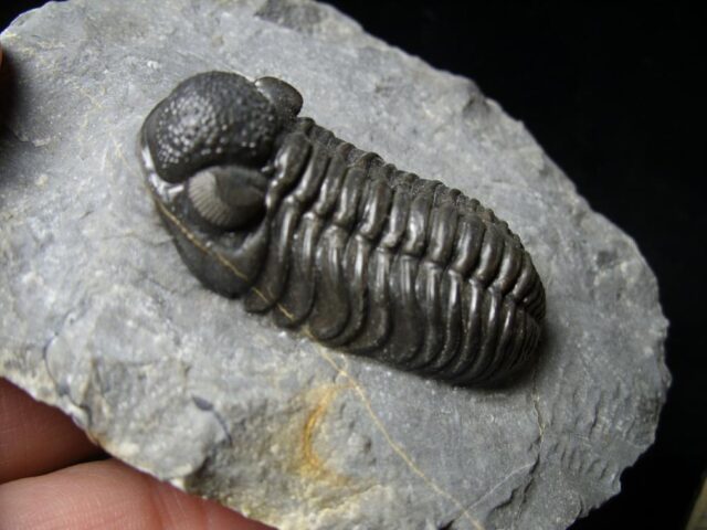 Fossilized Trilobite – Phacops  (092021c) - Image 2