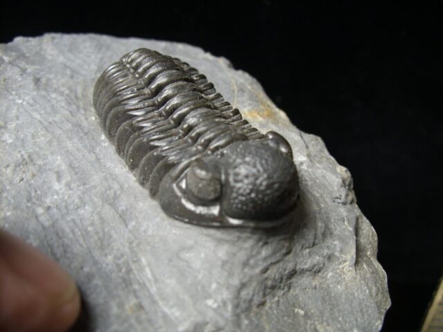 Fossilized Trilobite – Phacops  (092021c) - Image 3