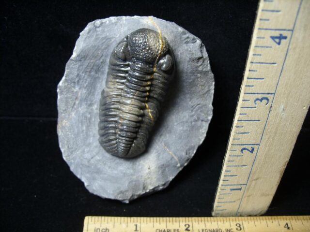 Fossilized Trilobite – Phacops  (092021d)