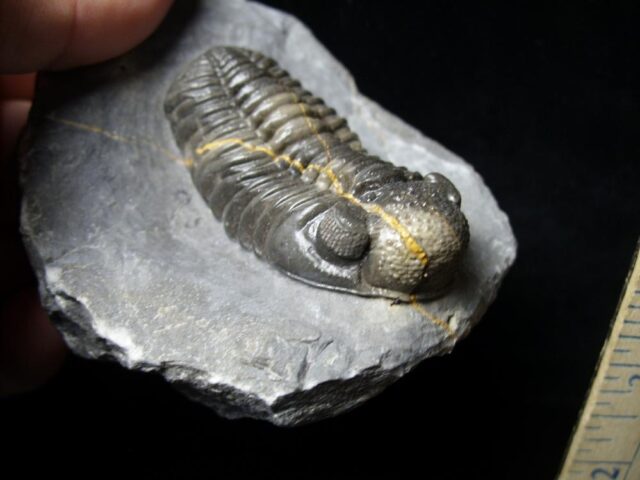 Fossilized Trilobite – Phacops  (092021d) - Image 2