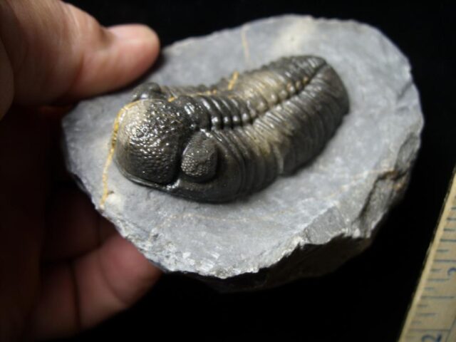 Fossilized Trilobite – Phacops  (092021d) - Image 3