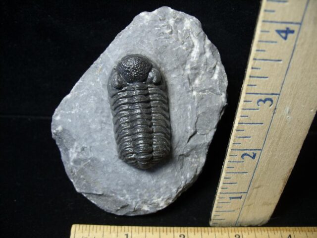 Fossilized Trilobite – Phacops  (092021e)