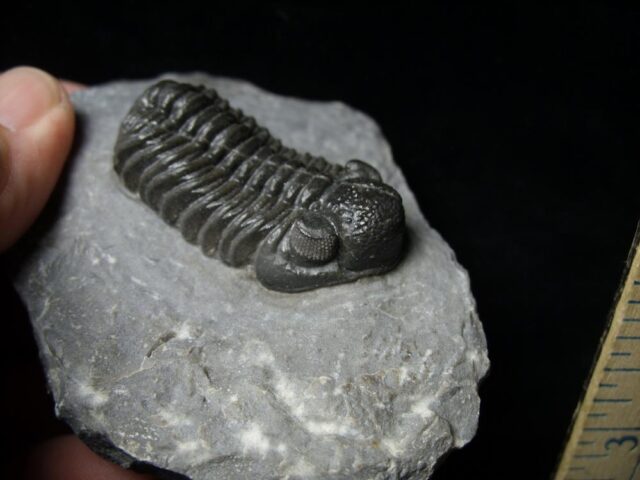 Fossilized Trilobite – Phacops  (092021e) - Image 2