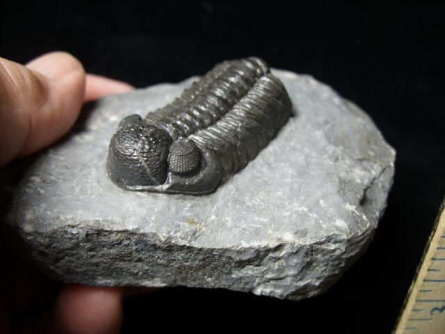Fossilized Trilobite – Phacops  (092021e) - Image 3