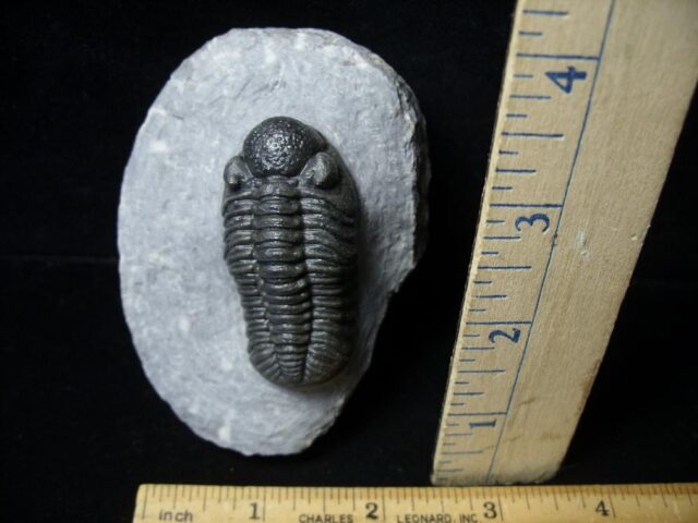 Fossilized Trilobite – Phacops  (092021f)