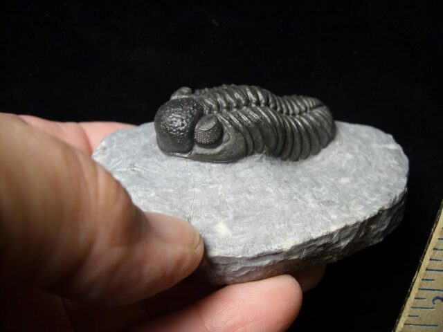Fossilized Trilobite – Phacops  (092021f) - Image 2