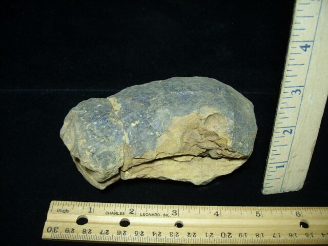 Fossilized Trilobite – Calymene tristani (092021h) - Image 2