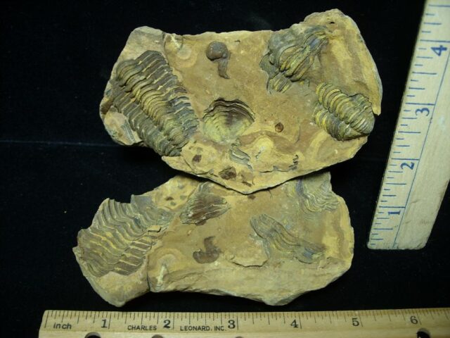 Fossilized Trilobite – Calymene tristani (092021h)