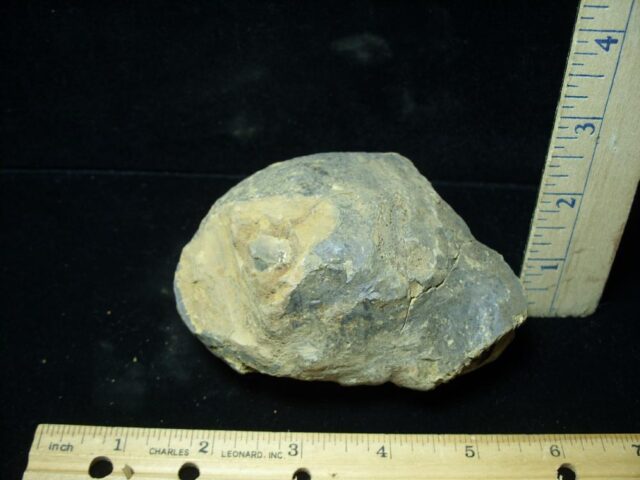Fossilized Trilobite – Calymene tristani (092021s) - Image 2