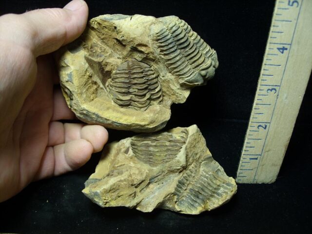Fossilized Trilobite – Calymene tristani (092021s)