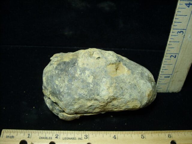 Fossilized Trilobite – Calymene tristani (092021w) - Image 2