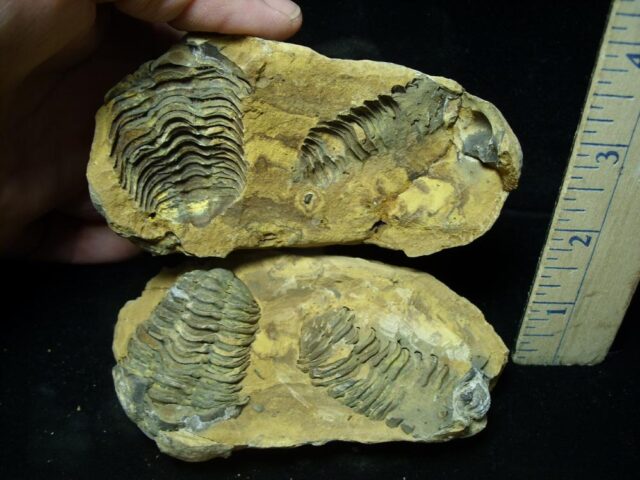 Fossilized Trilobite – Calymene tristani (092021w)