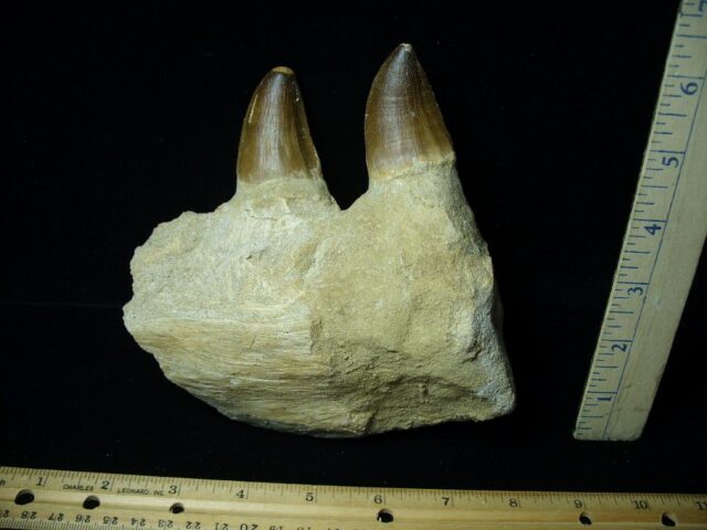 Mosasaur Jaw Section with Teeth (092321b)