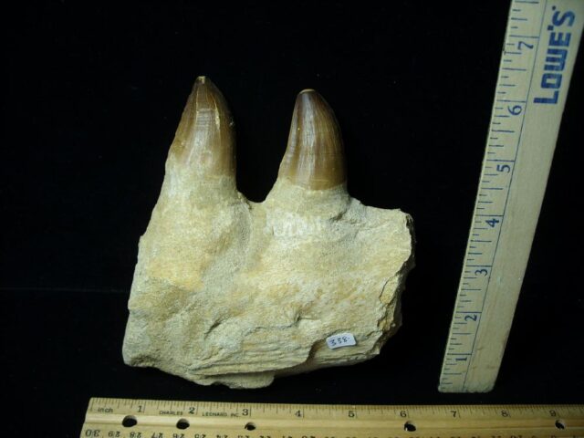 Mosasaur Jaw Section with Teeth (092321b) - Image 2