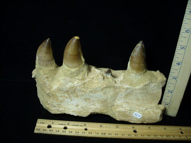 Mosasaur Jaw Section with Teeth (092321d)