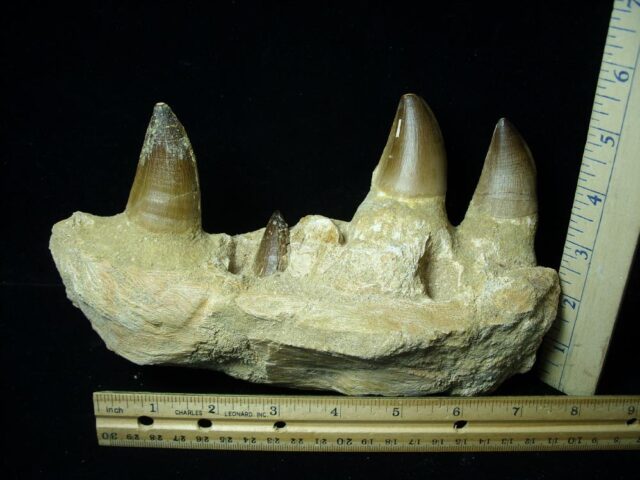 Mosasaur Jaw Section with Teeth (092321d) - Image 2