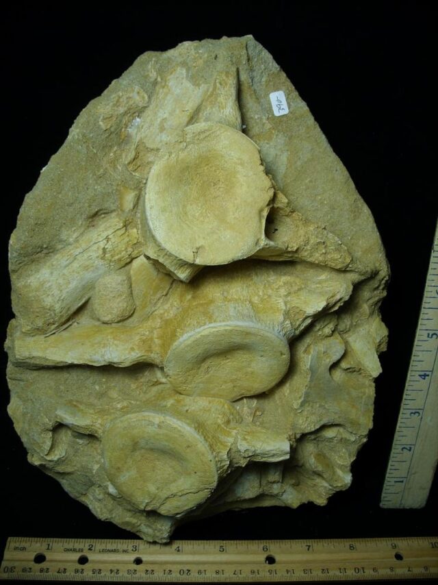 Large Fossil Multiple Mosasaur Vertebra (092321e) - Image 2