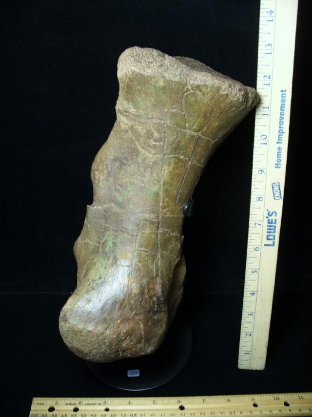 Triceratops Metatarsal (092321m) (ON HOLD 08/29/22)