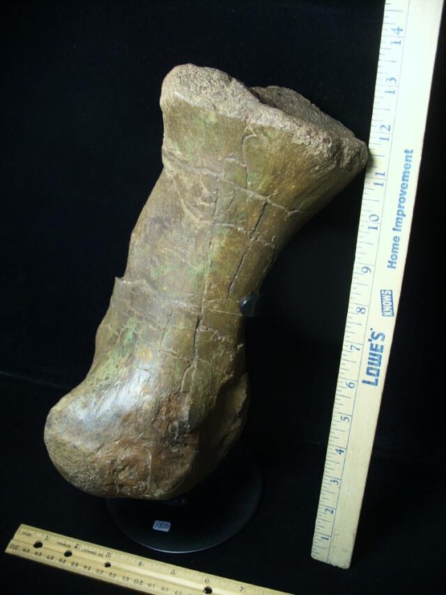 Triceratops Metatarsal (092321m) (ON HOLD 08/29/22) - Image 4