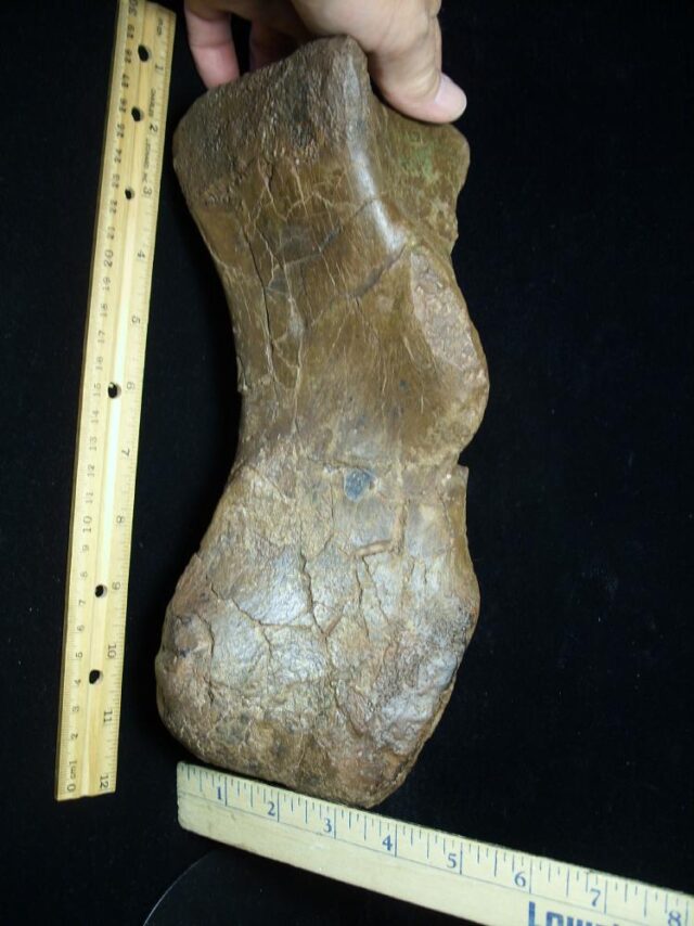 Triceratops Metatarsal (092321m) (ON HOLD 08/29/22) - Image 3
