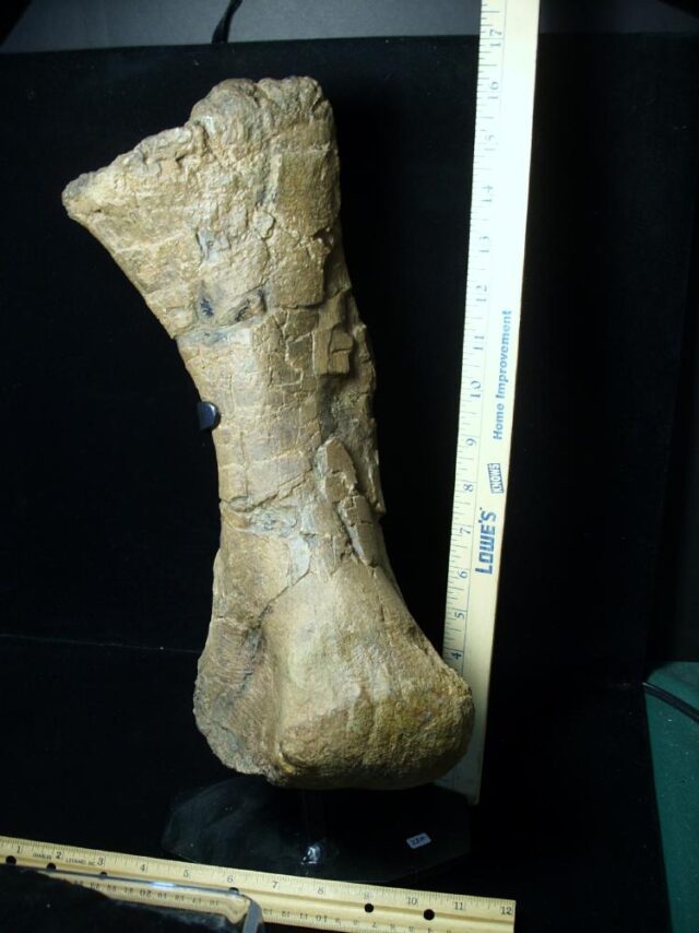 Massive Triceratops Metatarsal (092121e)