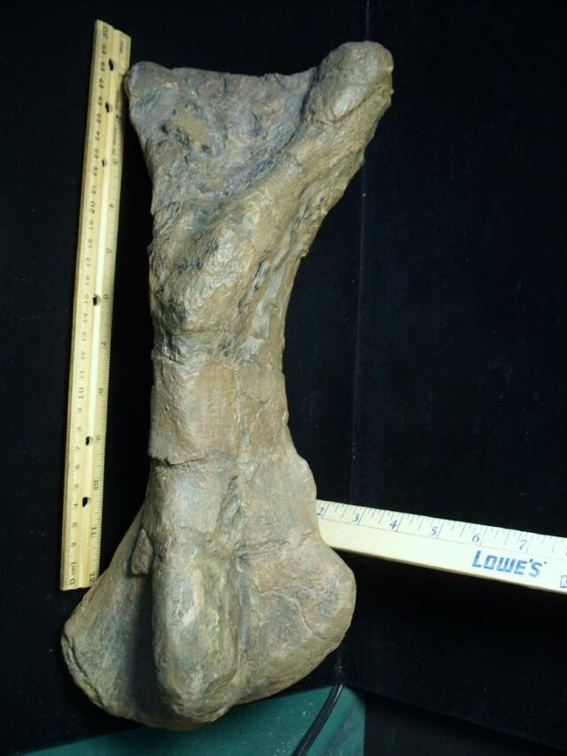 Massive Triceratops Metatarsal (092121e) - Image 4