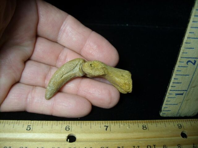 Authentic Dinosaur Hand Claw and Phalanx (092121g)