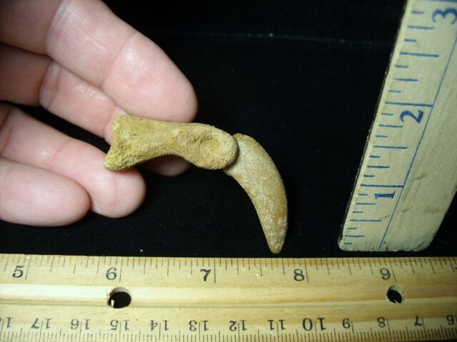Authentic Dinosaur Hand Claw and Phalanx (092121g) - Image 2