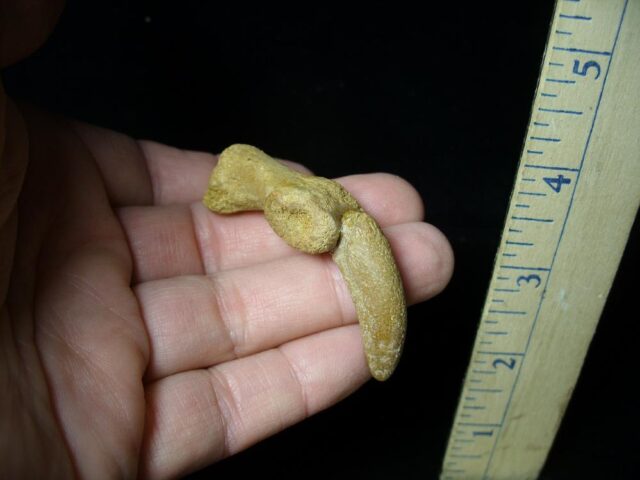 Authentic Dinosaur Hand Claw and Phalanx (092121g) - Image 3