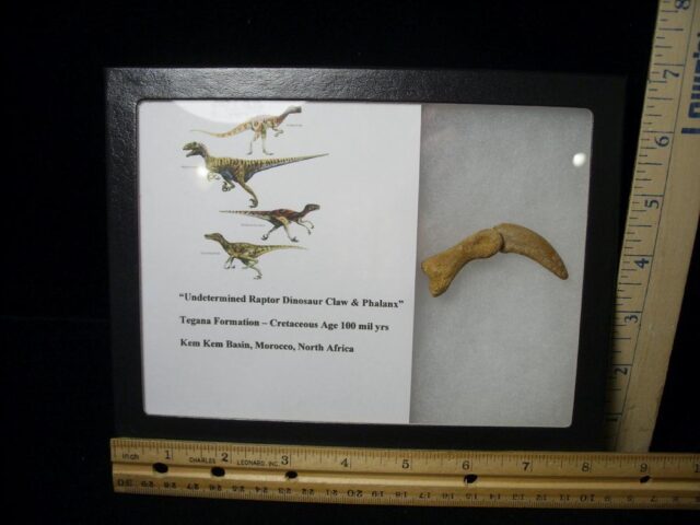 Authentic Dinosaur Hand Claw and Phalanx (092121g) - Image 4