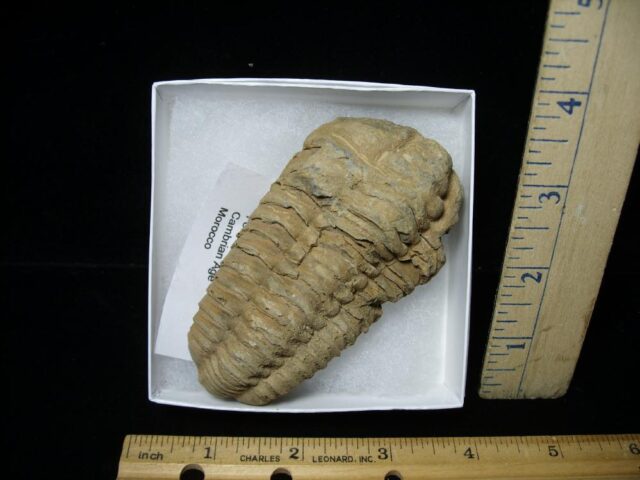 Fossilized Trilobite – Calymene tristani (092421a)