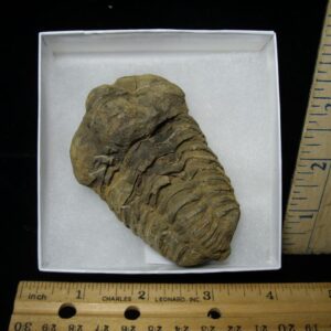 Fossilized Trilobite – Calymene tristani (092421b)
