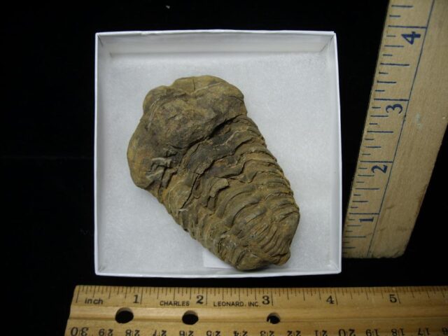 Fossilized Trilobite – Calymene tristani (092421b)