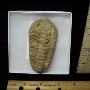 Fossilized Trilobite – Calymene tristani (092421c)