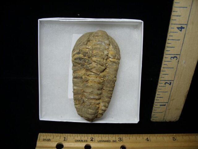Fossilized Trilobite – Calymene tristani (092421c)