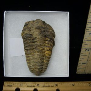 Fossilized Trilobite – Calymene tristani (092421f)