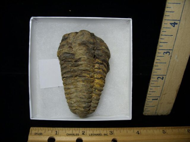 Fossilized Trilobite – Calymene tristani (092421f)