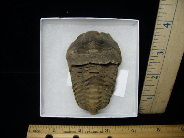 Fossilized Trilobite – Calymene tristani (092421g)