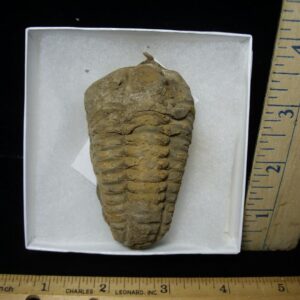 Fossilized Trilobite – Calymene tristani (092421h)
