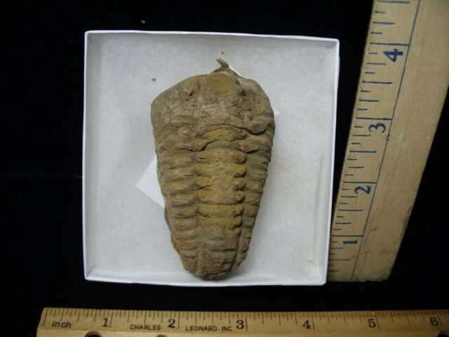 Fossilized Trilobite – Calymene tristani (092421h)