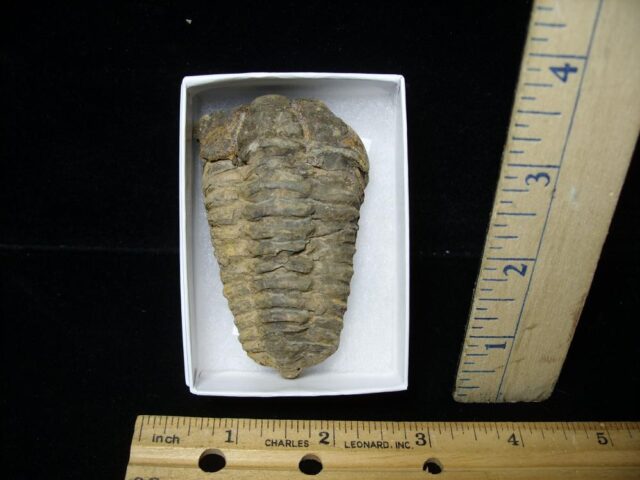 Fossilized Trilobite – Calymene tristani (092421j)
