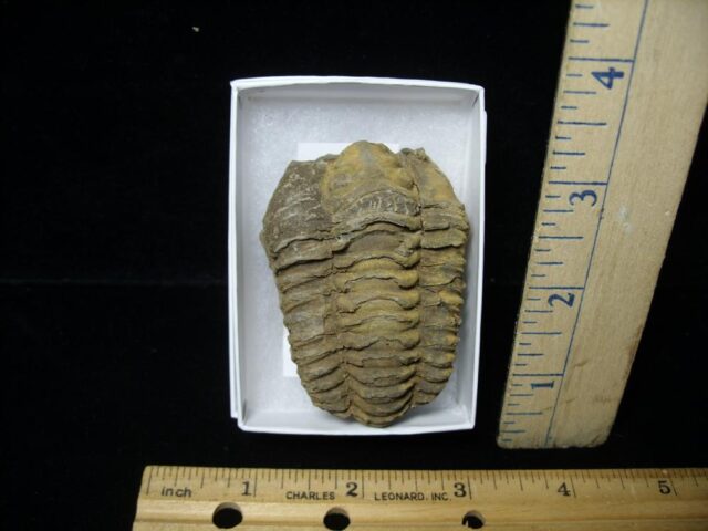 Fossilized Trilobite – Calymene tristani (092421k)