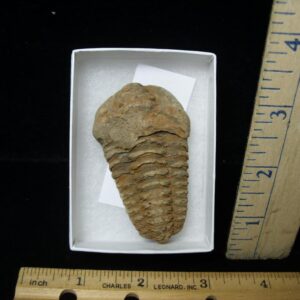 Fossilized Trilobite – Calymene tristani (092421m)