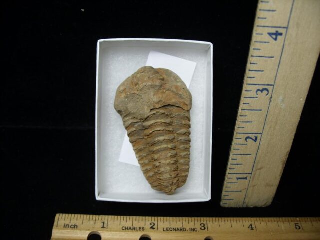 Fossilized Trilobite – Calymene tristani (092421m)