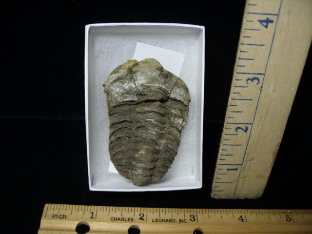 Fossilized Trilobite – Calymene tristani (092421t)