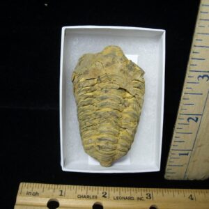 Fossilized Trilobite – Calymene tristani (092421v)