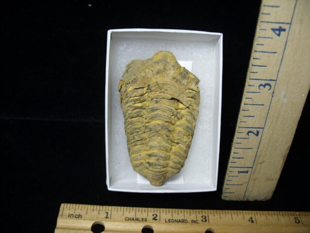 Fossilized Trilobite – Calymene tristani (092421v)